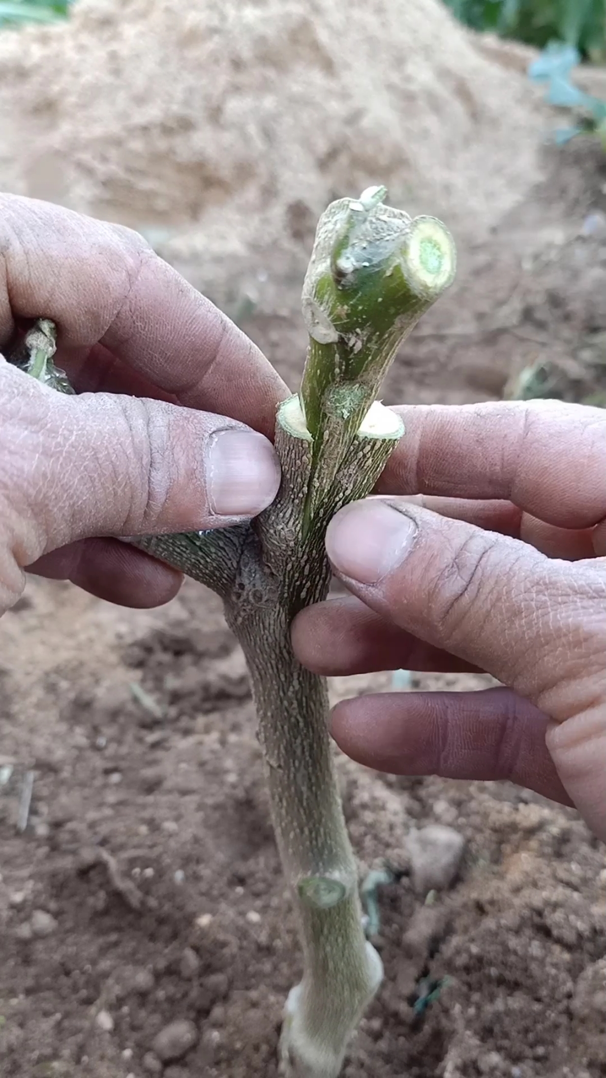 劳动最光荣#劈接多年生茄子技术,成活率极高