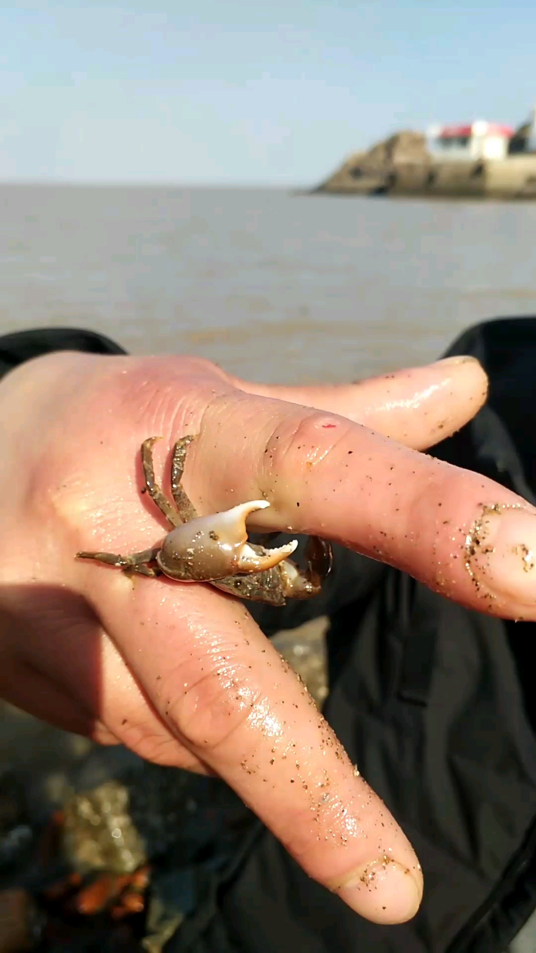 海边抓螃蟹