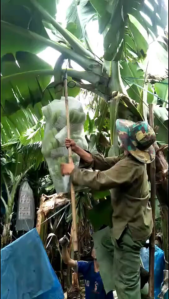 香蕉是这样砍的