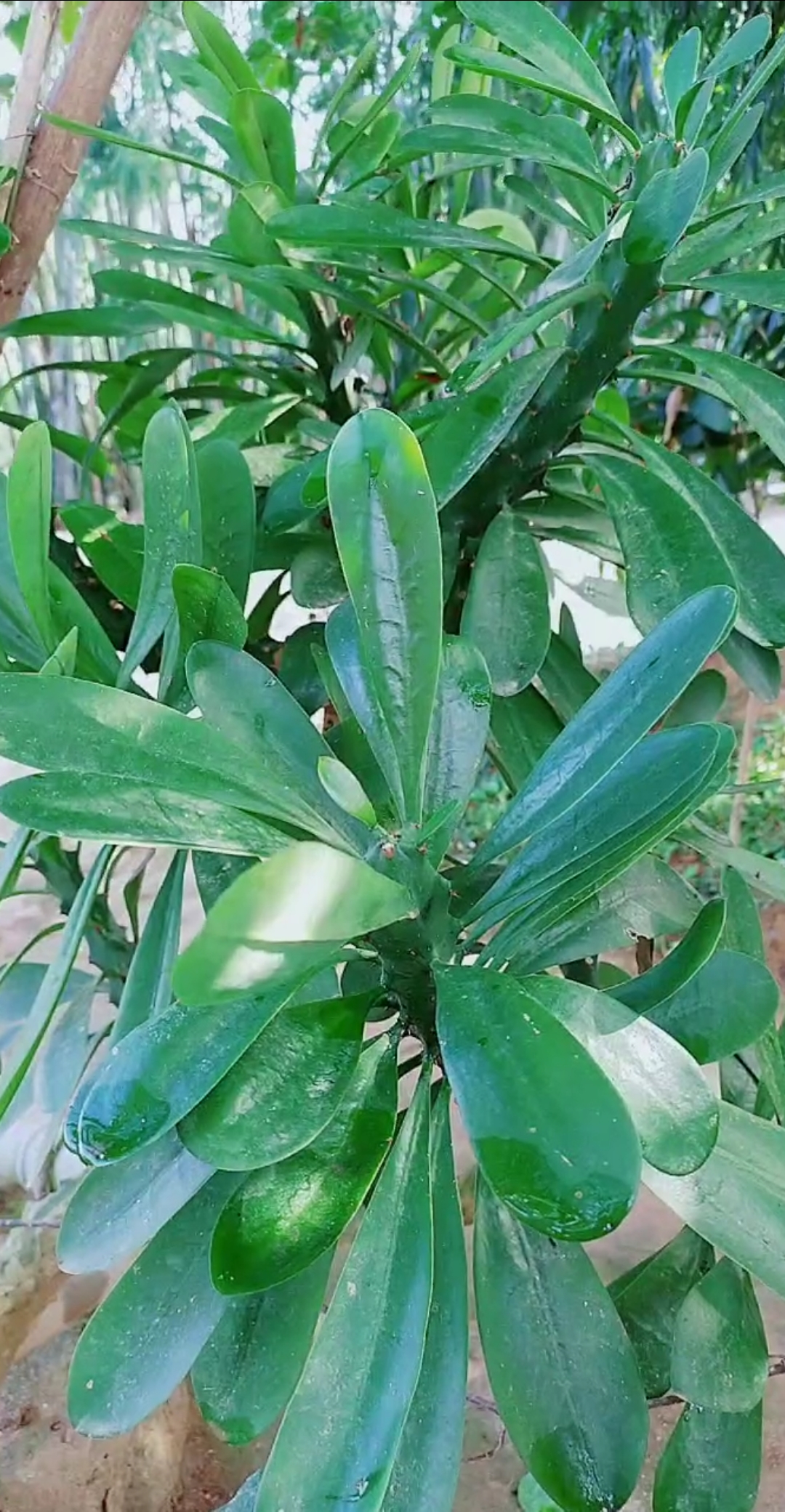 认识中草药#金刚纂#用于肝硬化的药材