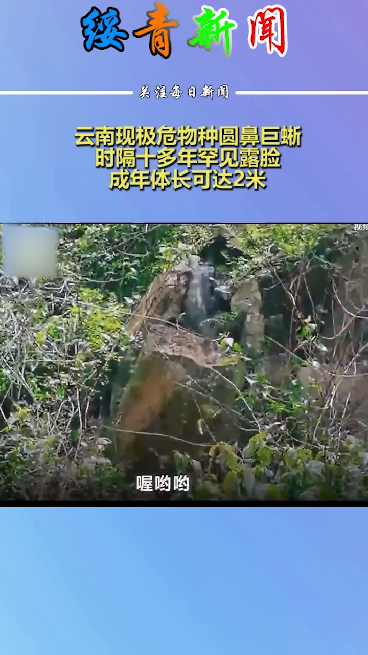云南现极危物种圆鼻巨蜥,时隔十多年罕见露脸,成年体长可达2米