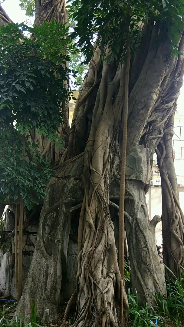 最爱之城#广州沙面岛上的大榕树