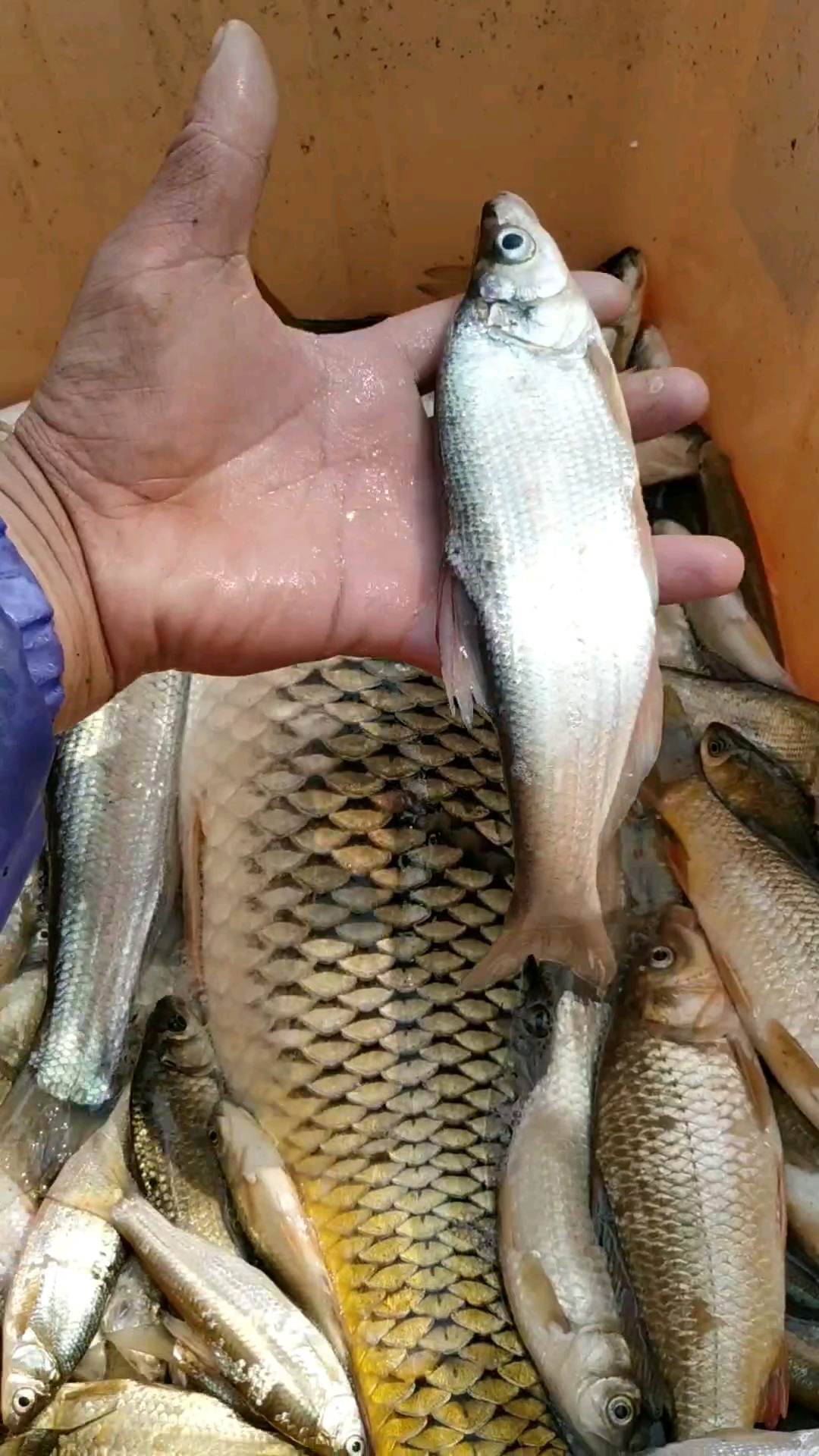 友谊河撒网鱼获