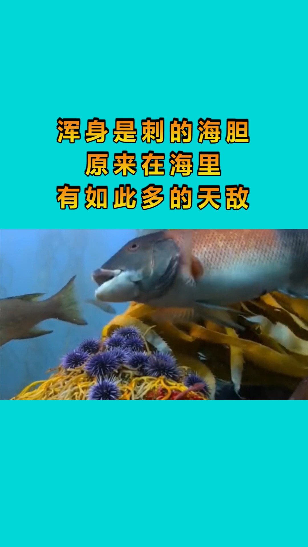 浑身是刺的海胆,原来在海里,有如此多的天敌!