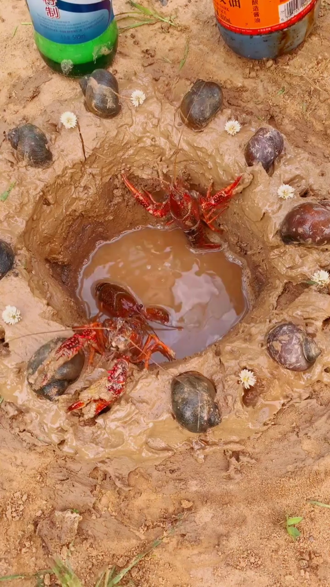 龙虾洞爬出来了