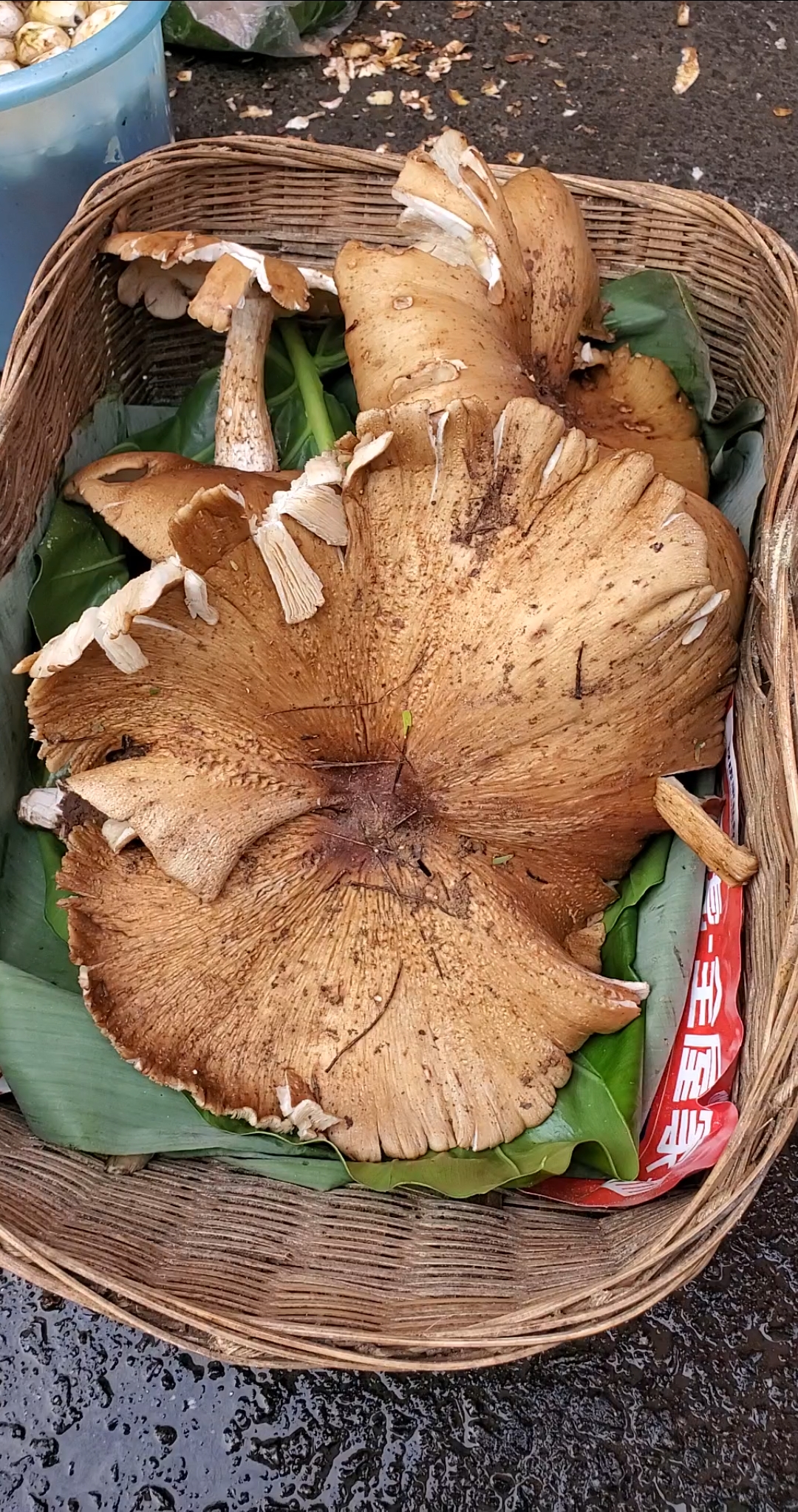 美食#大朵的黄皮鸡枞