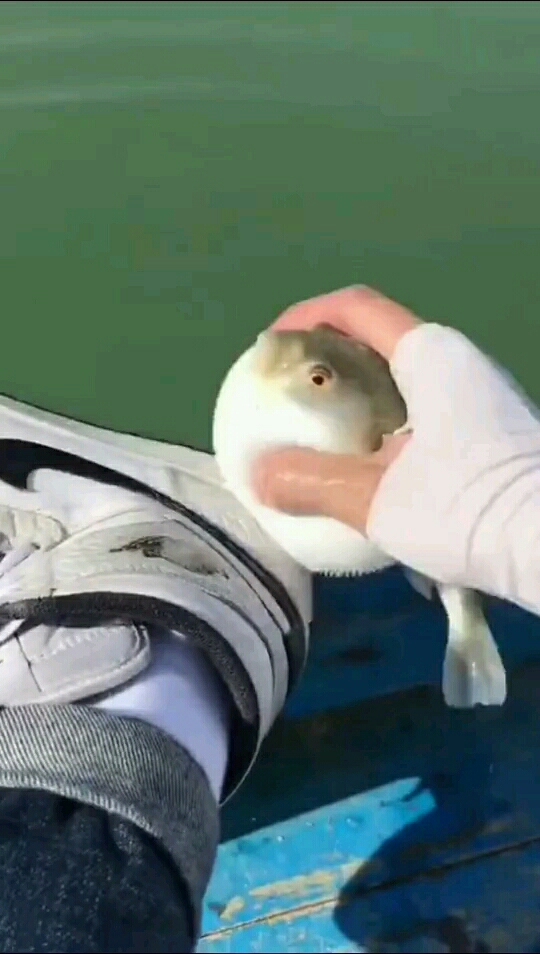 用河豚刷鞋子,哈哈