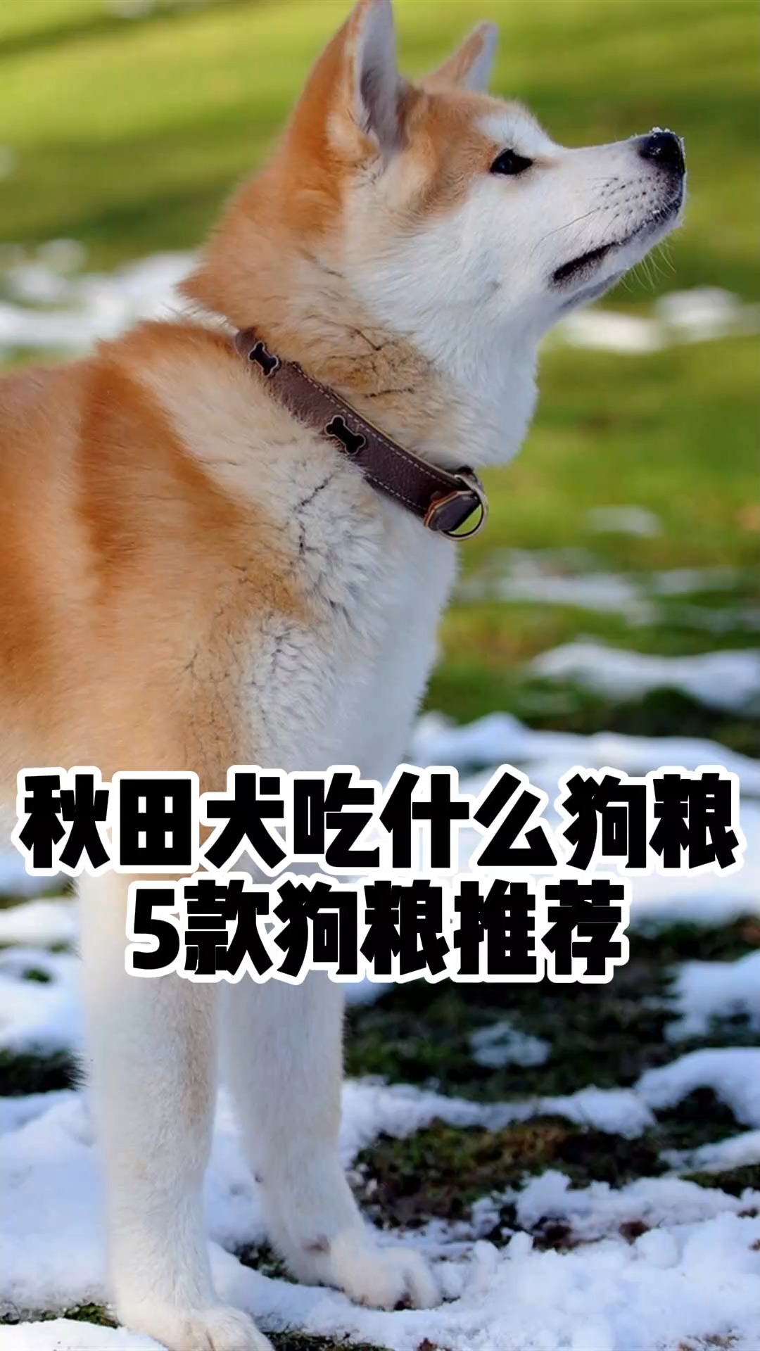 秋田犬#吃什麼狗糧,5款狗糧推薦-度小視