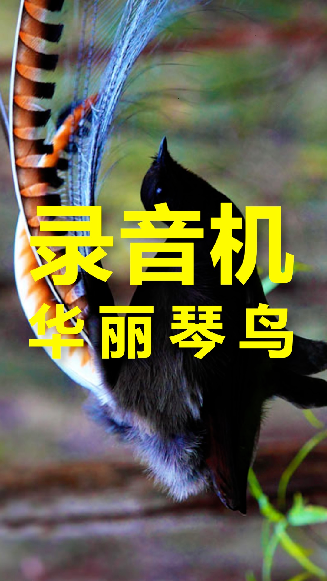 神奇动物在这里#雄性华丽琴鸟,几乎能模仿世界上所有的声音,只为获得