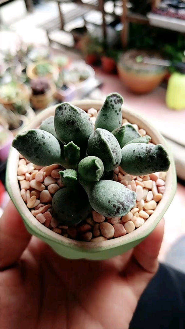 馨崎园艺多肉植物——海豹