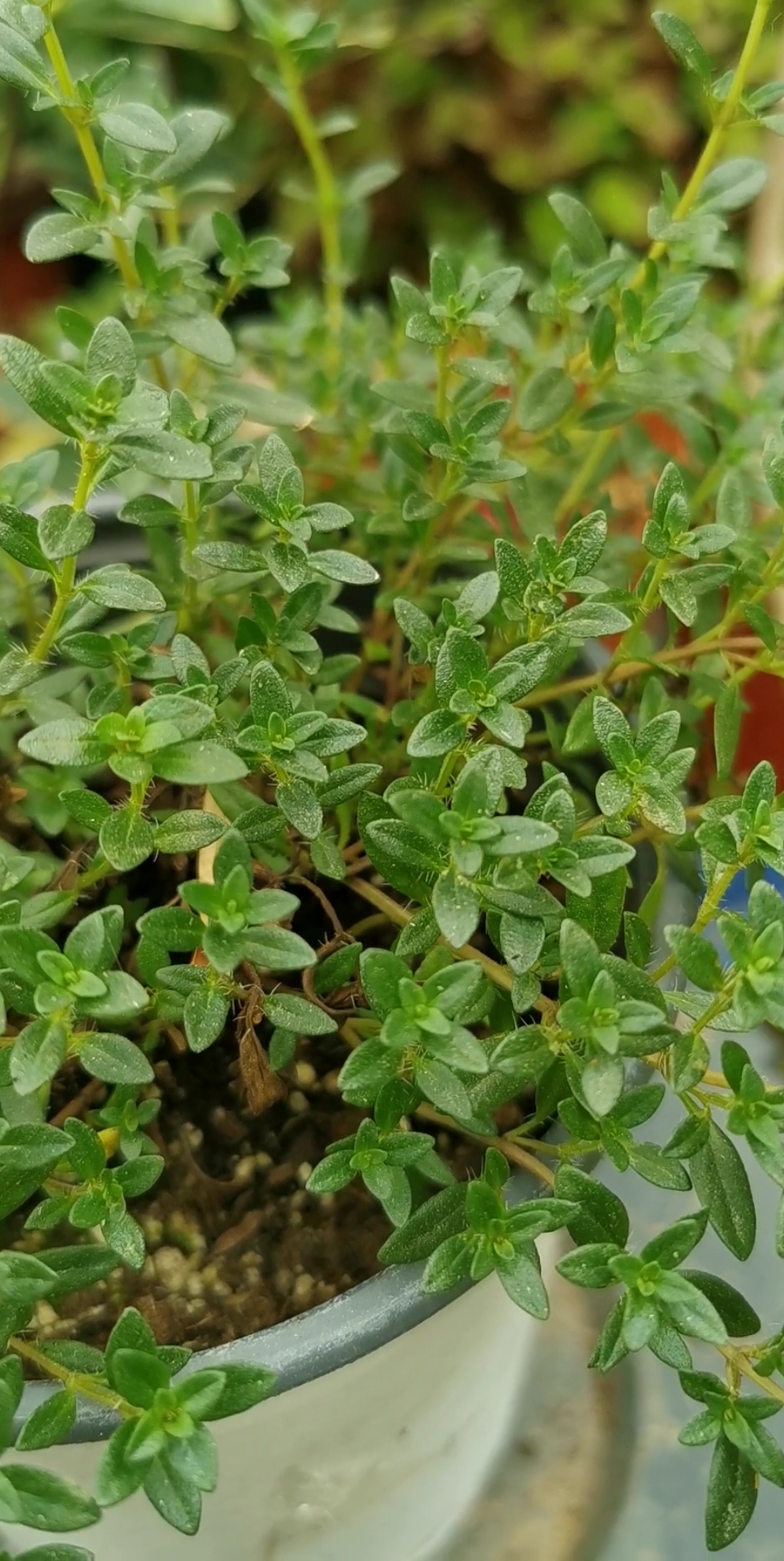 我的小花园#杰克百里香是唇形科百里香属多年生矮小灌木绿植,兼具