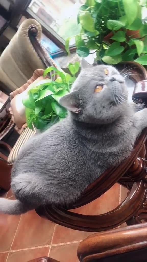 猫咪英短蓝猫蓝猫日常宠物猫搞笑我家皮蛋就是睡啊啥时候都大哈欠