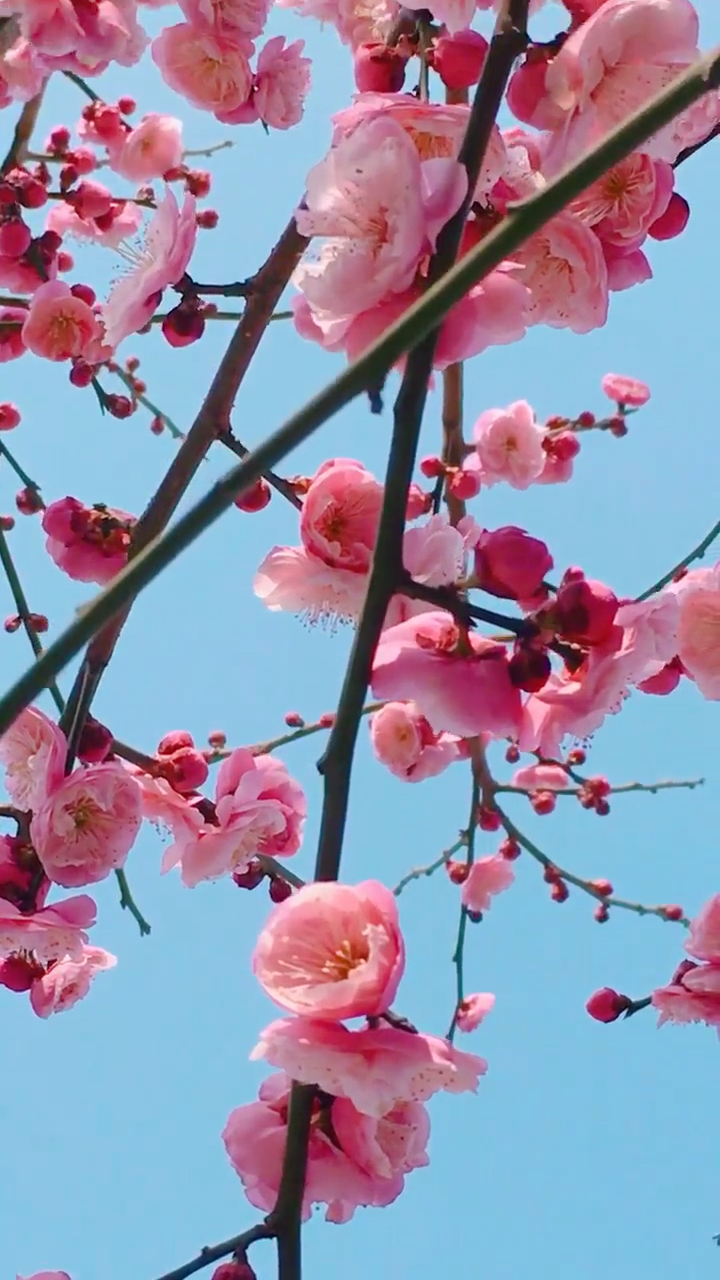 这两天天气好了,花就开了,是不是很漂亮呀