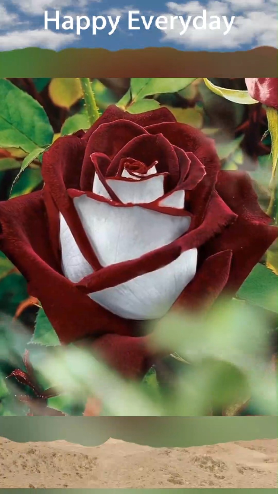 奥西利亚"osiriarose",一个红白双色的月季品种