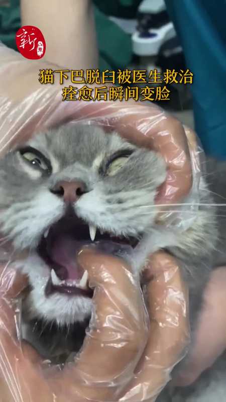 猫咪下巴脱臼被送往医院原谅我不厚道的笑了