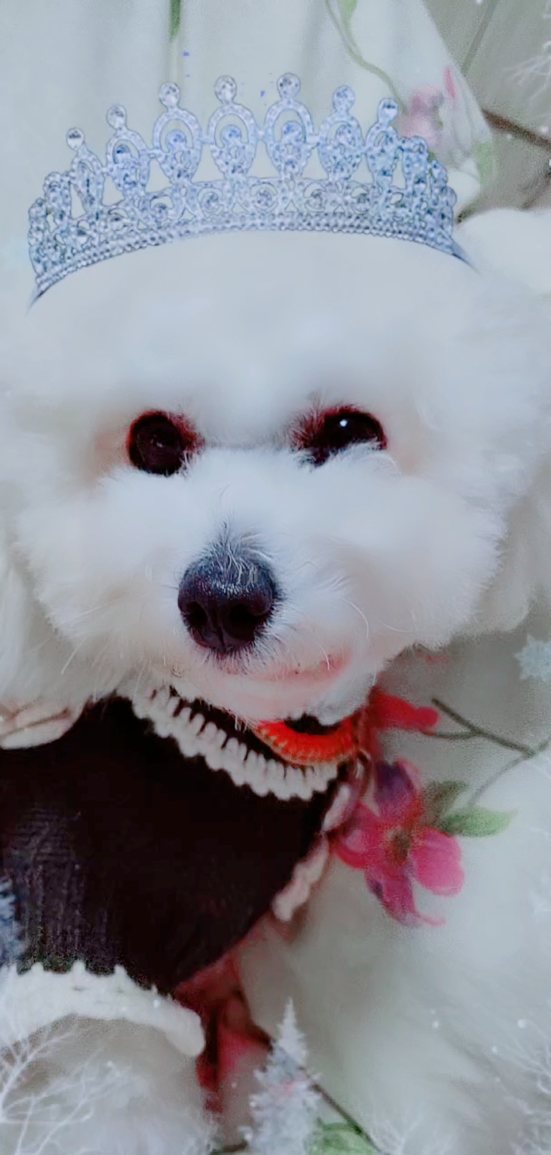 宠物最可爱的样子#小可爱,小眼睛盯着我的手