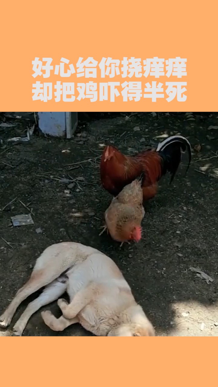 我要上热门#好心给你挠痒痒,却把鸡吓得半死