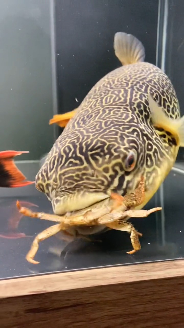 我要上热门#皇冠狗头 咔嚓咔嚓,这吃螃蟹真厉害