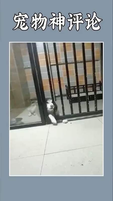 搞笑视频#二哈:铁门啊铁窗铁窗泪