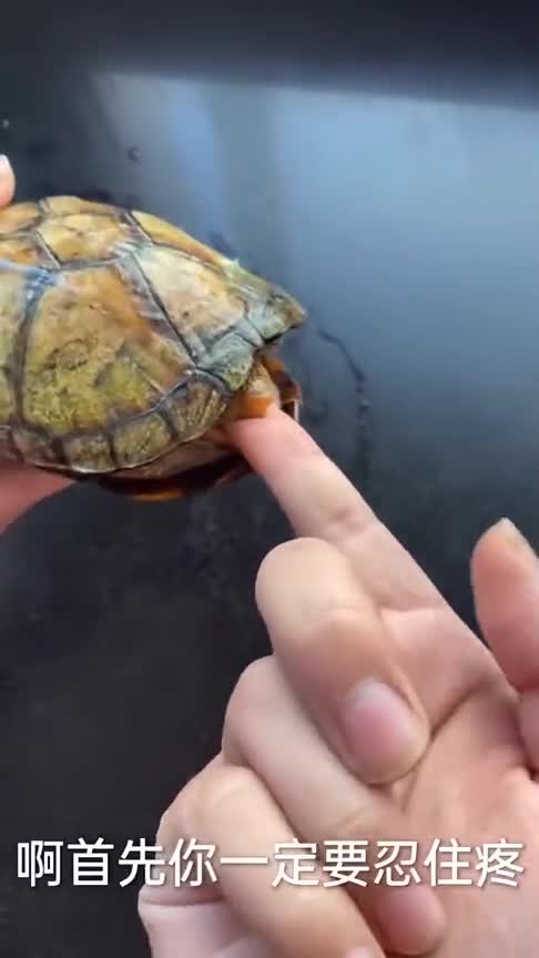 如果被乌龟咬了该咋办,切记不要死拉硬拽,只需要一个简单操作!