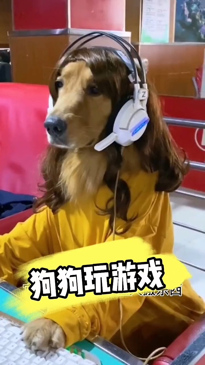 我家萌宠成精了#上网打游戏