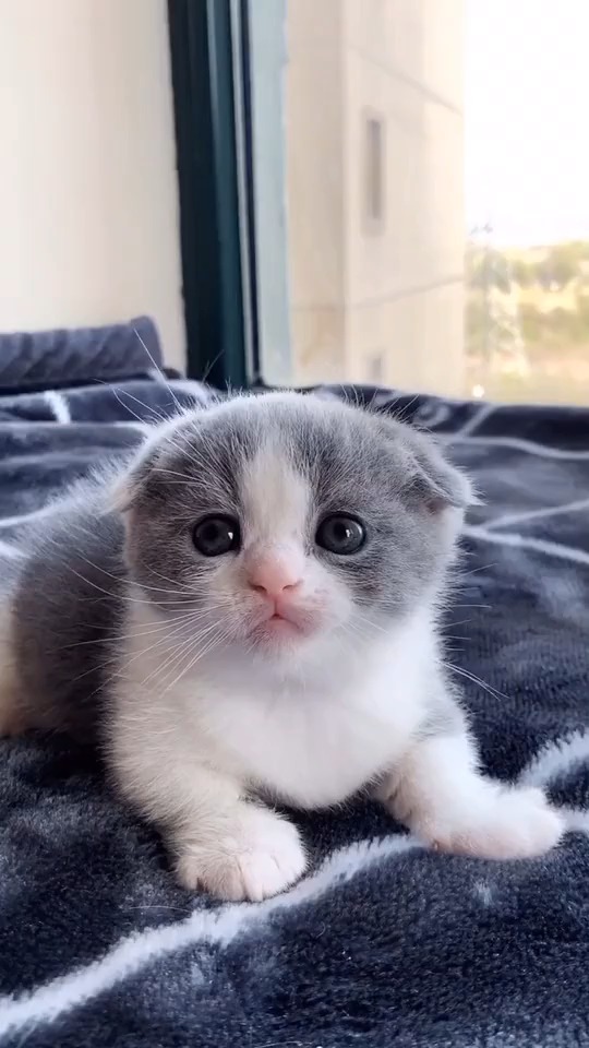 我家萌宠成精了#好可爱的小猫!