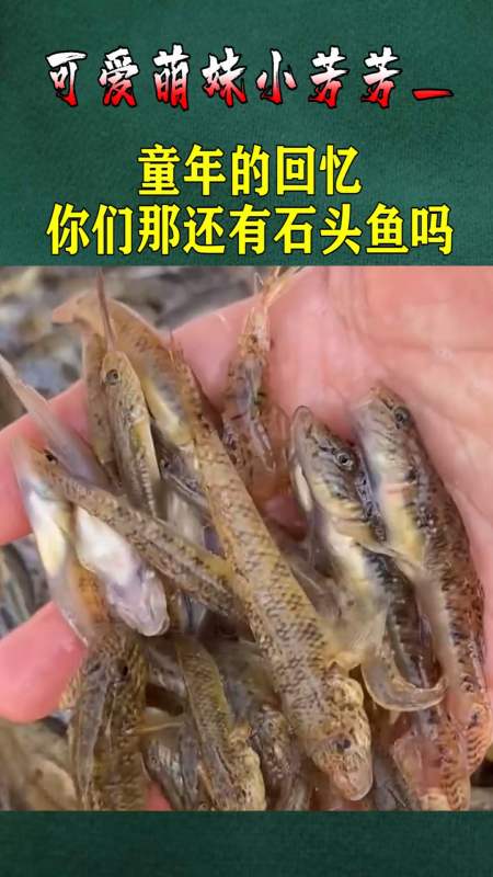 小蒿通,油鱼,爬爬 回复 1 我丑到灵魂深处6kjnn:我们老家叫沙轱辘