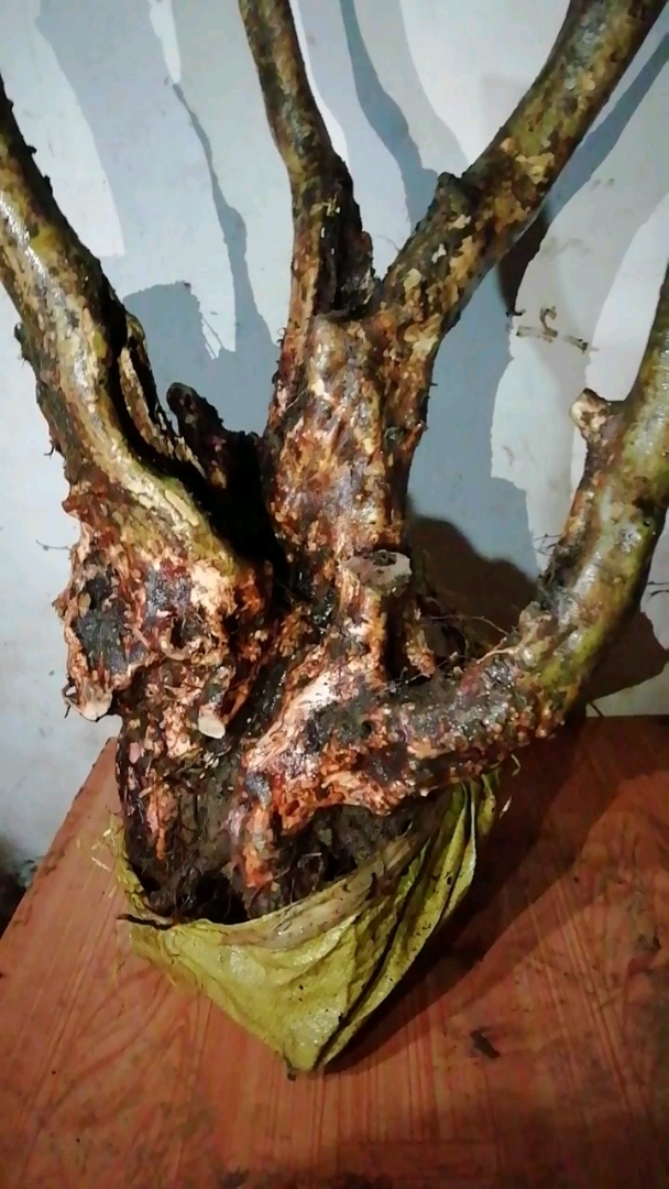 映山红下山老桩