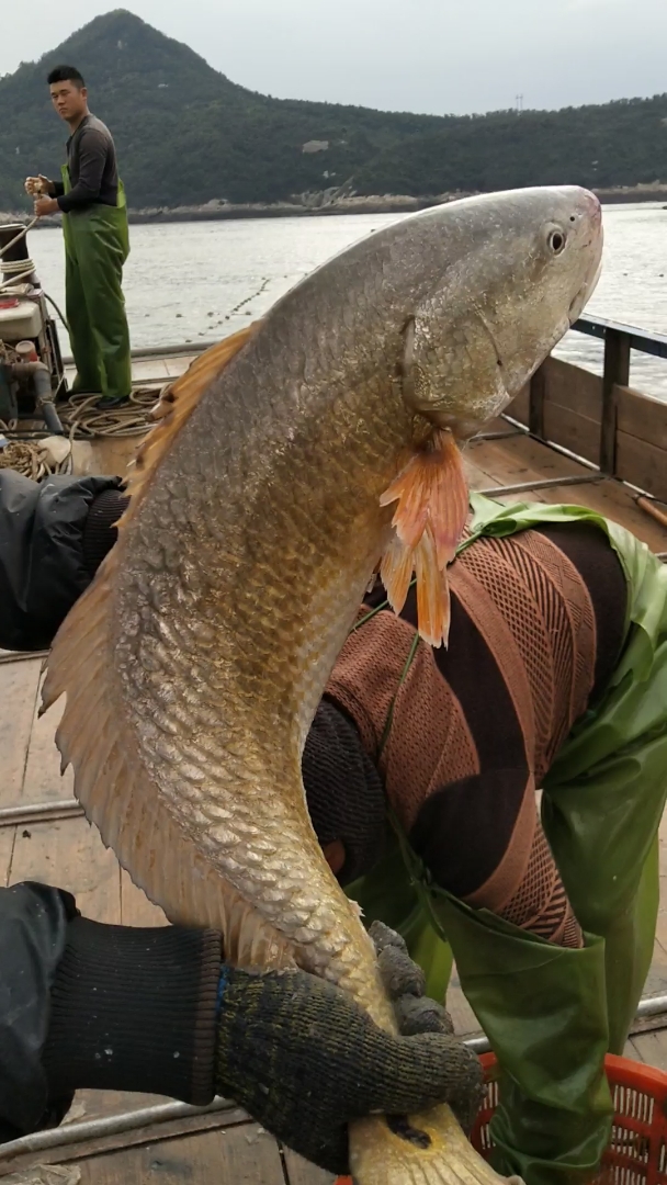 网上一只金黄金黄的大鱼,是什么鱼 ?看样子很好吃