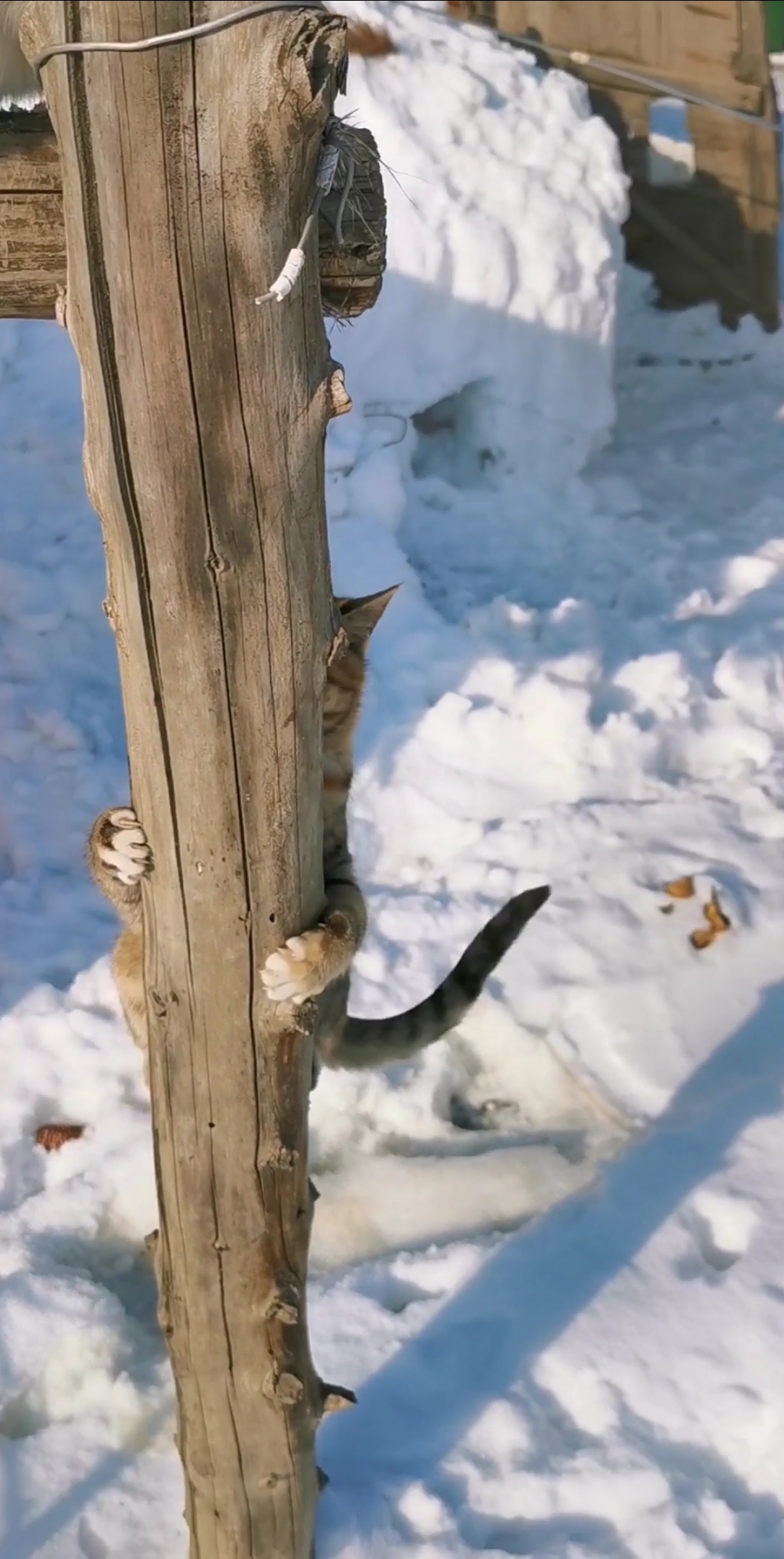 田园功夫猫#藏猫