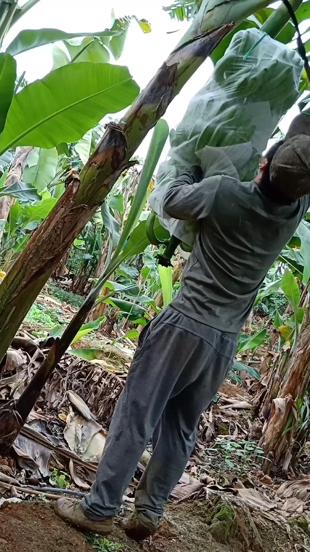 砍香蕉就这么轻松