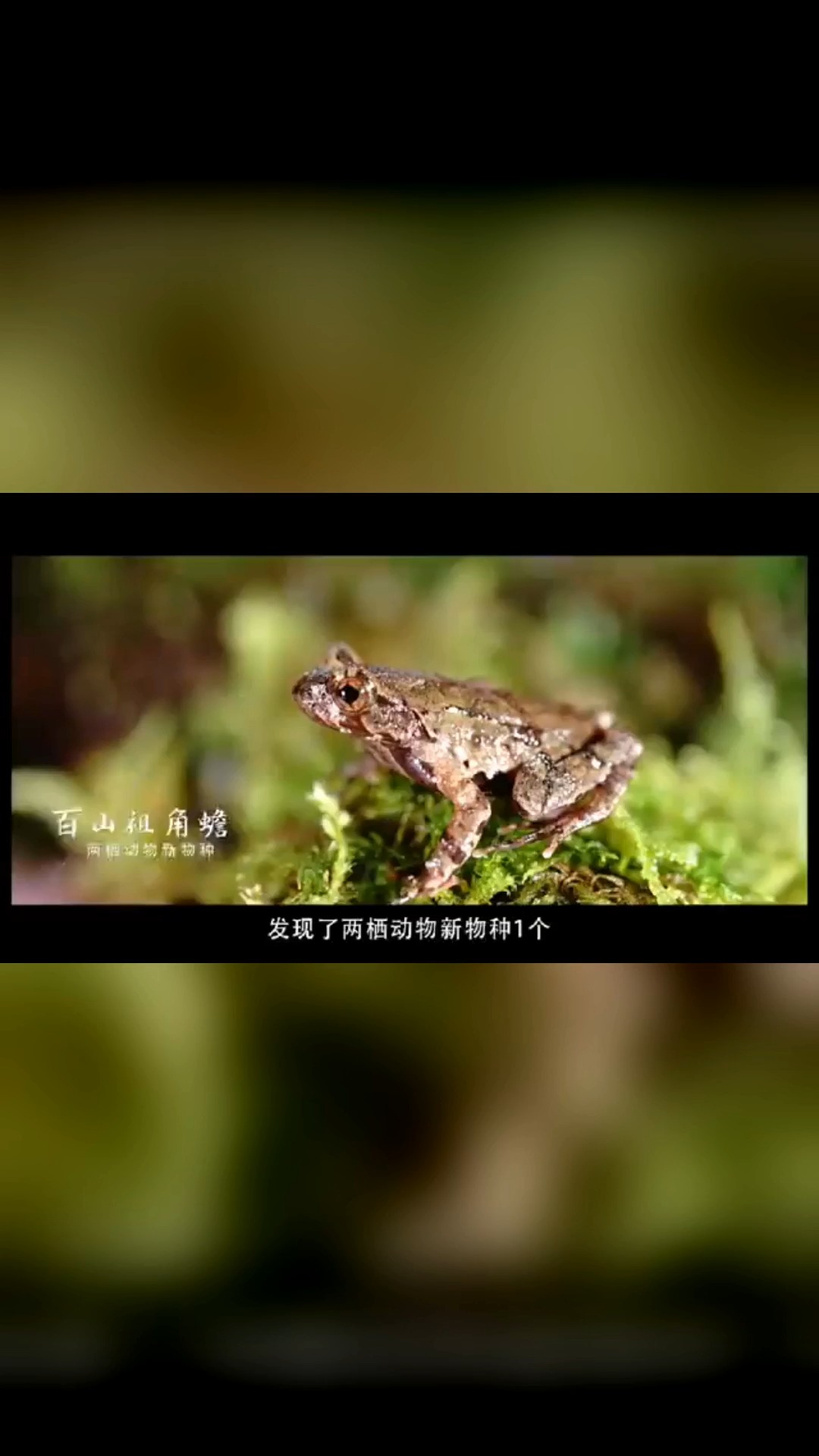丽水发现新物种百山祖角蟾#丽水发现新物种百山祖角蟾!