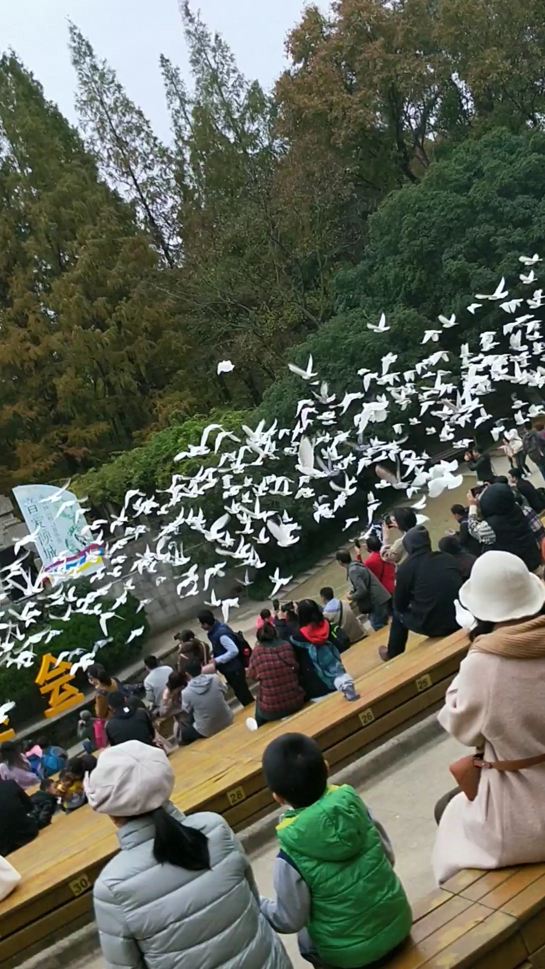 中山陵,音乐台,群鸽起飞,气势撼人!