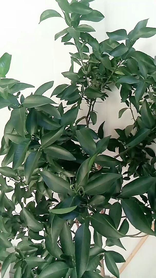 这么大一颗橘子树就不结果!