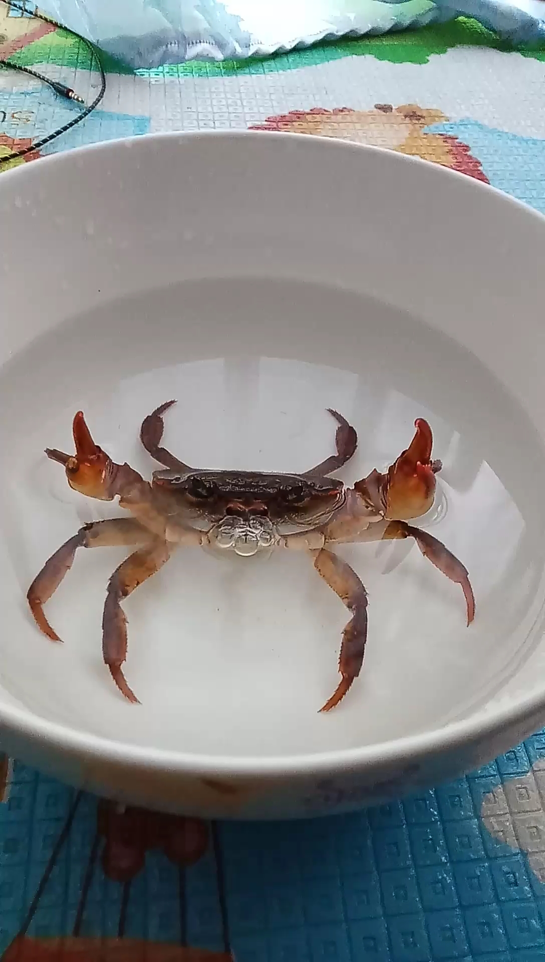 全民心动#野生土螃蟹