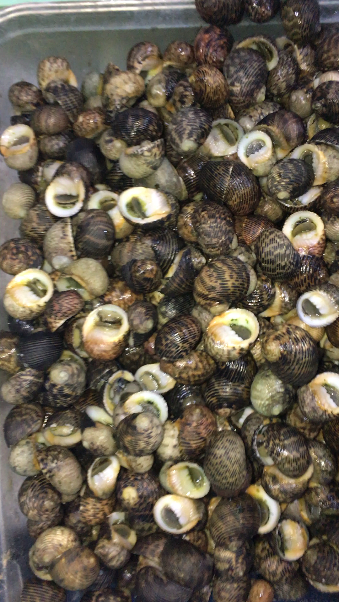 上好的母鸡螺,这些海螺会吃的很香