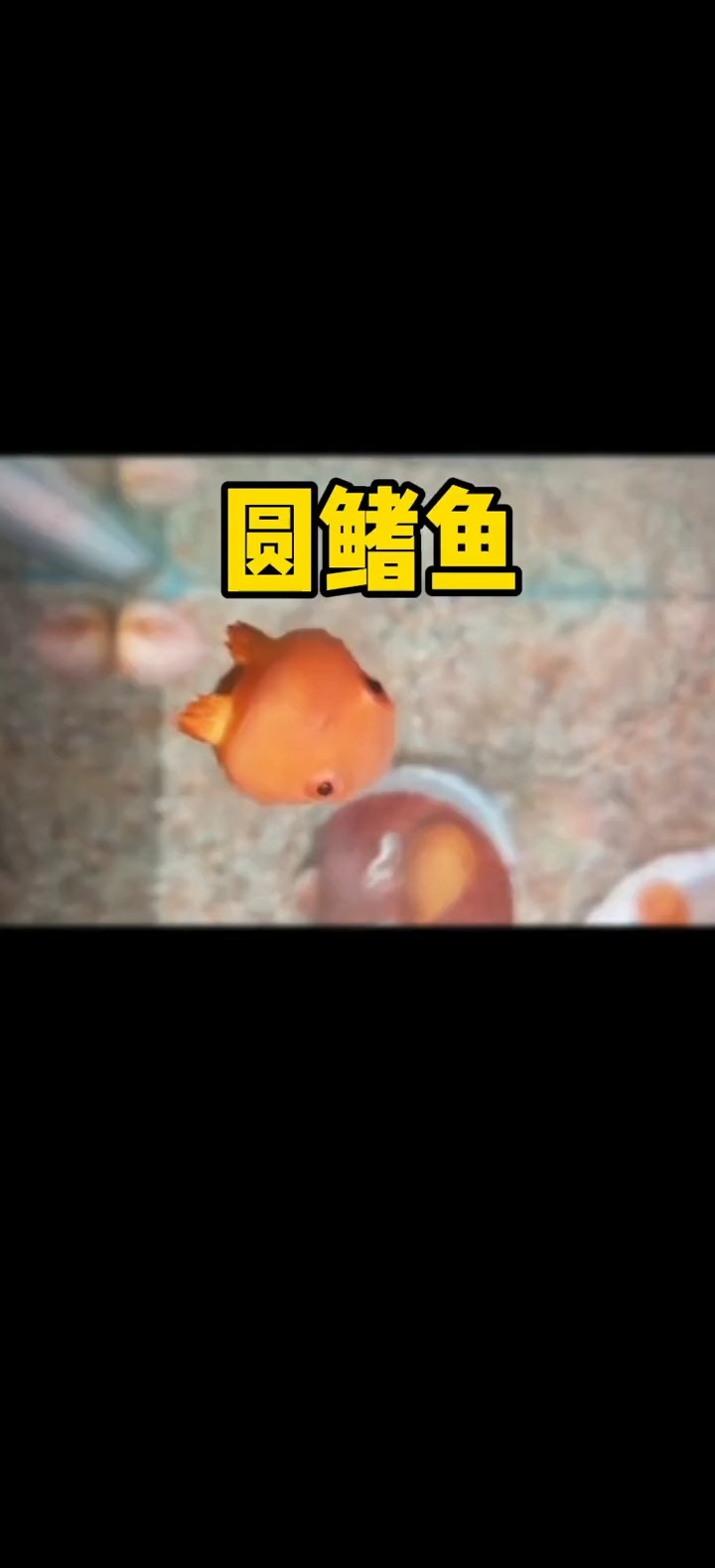 海洋生物可爱的太平洋真圆鳍鱼长大后居然变样了
