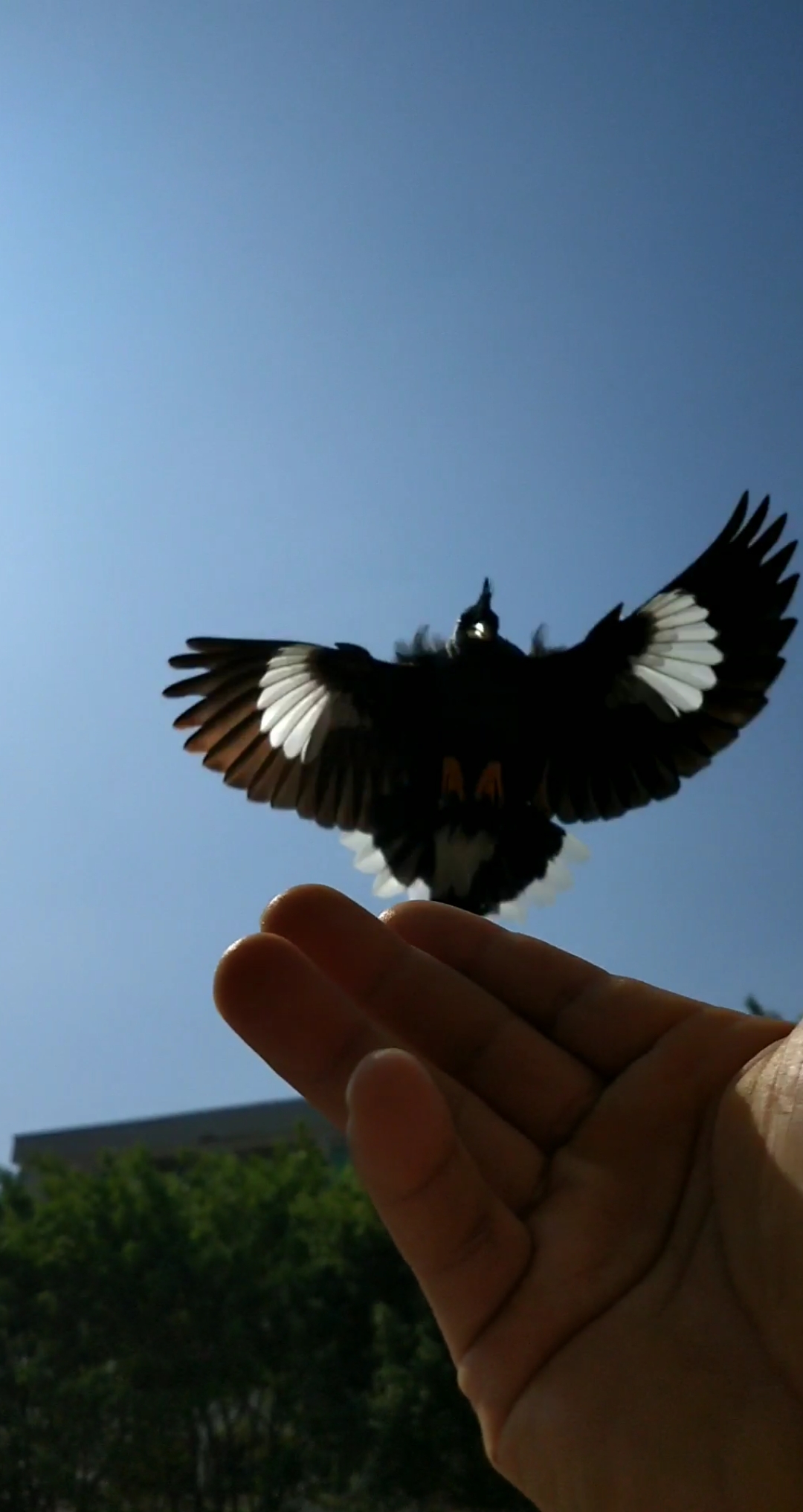 天空翱翔的小鸟飞太累了直接落我手上