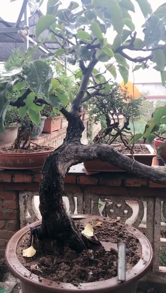 棠梨盆景