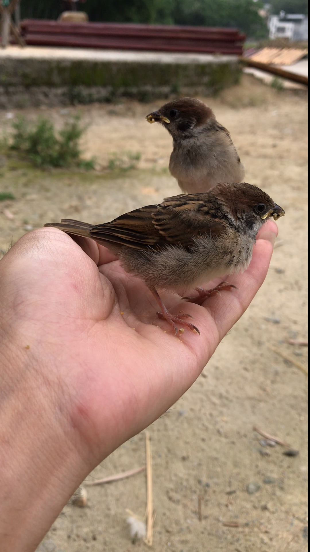 两只麻雀在小伙手里玩