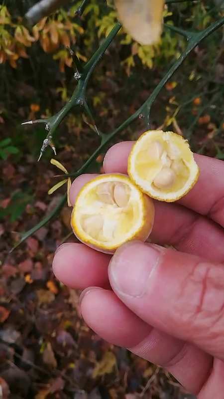 野生的枳,枳又叫臭橘子,橘生淮南则为橘,生于淮北则为枳.