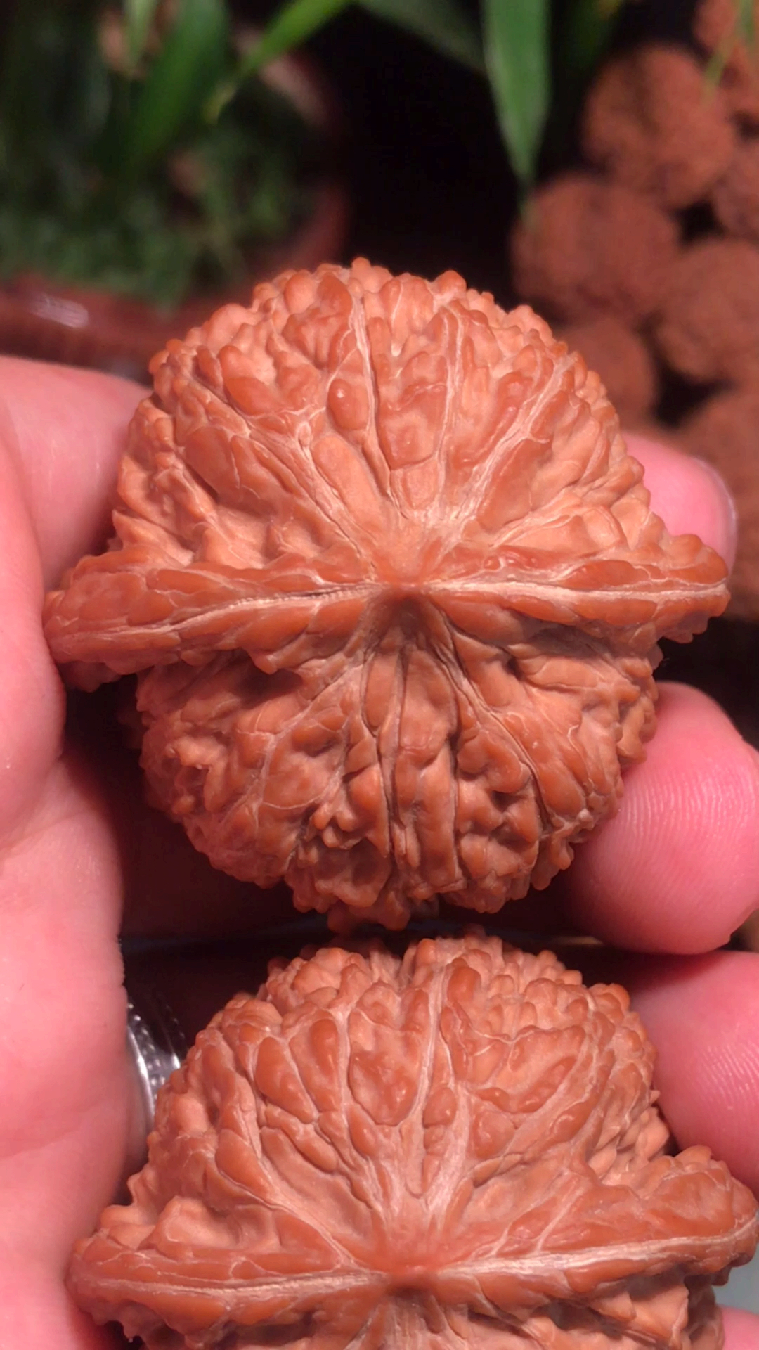 文玩#文玩核桃,上手易红的137狮子头-度小视