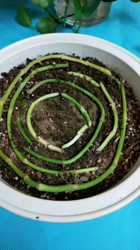 花友们再来分享一个扦插绿萝的好方法