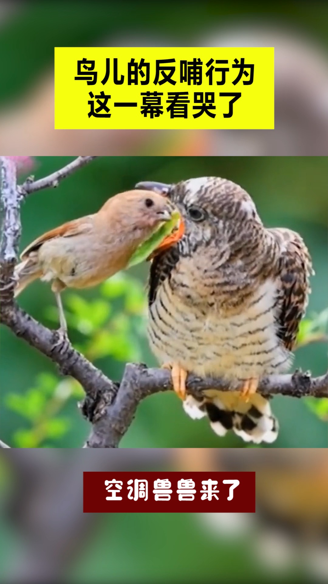 我要上热门鸟儿的反哺行为这一幕看哭了