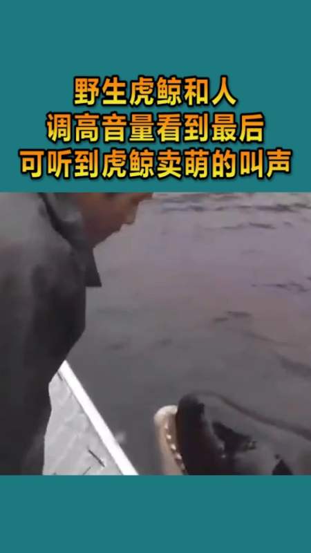 动物世界#野生虎鲸和人,调高音量看到最后,可以听到虎鲸卖萌的叫声