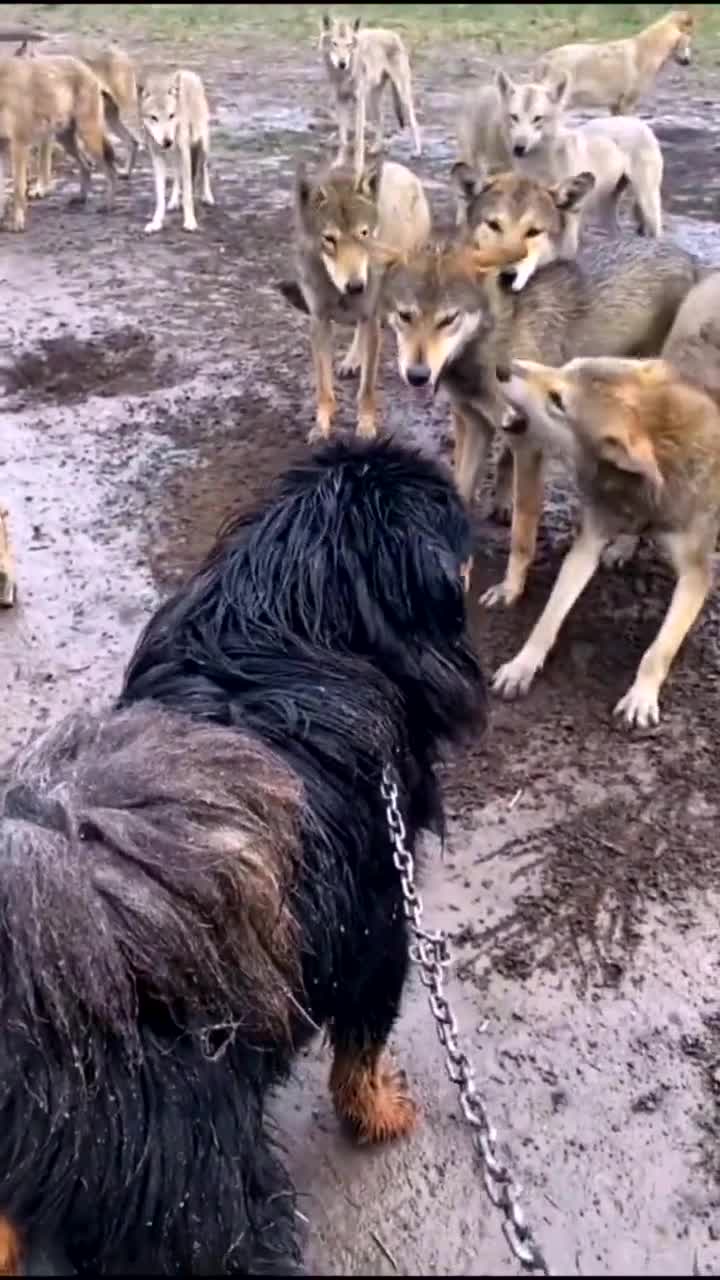 小藏獒和狼之间的pk这场面简直太震撼了