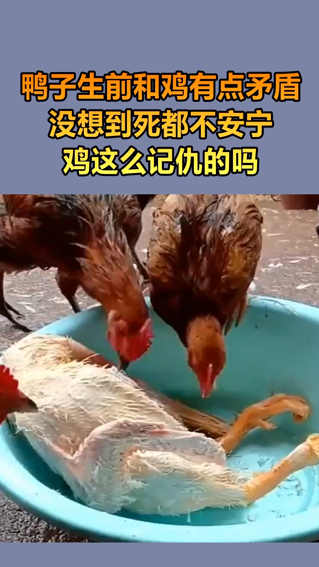 我要上热门鸡帮忙拔鸭子毛真是我的好帮手
