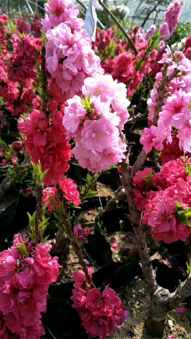 我的盆景寿星桃花开了