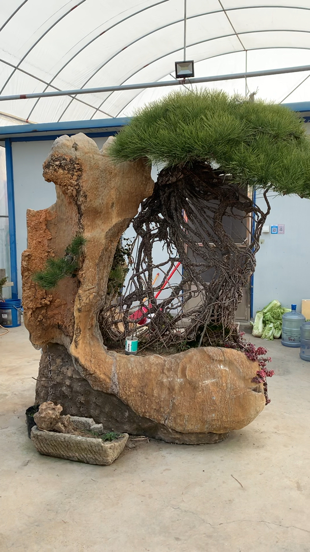 百年黑松盆景 价值百万