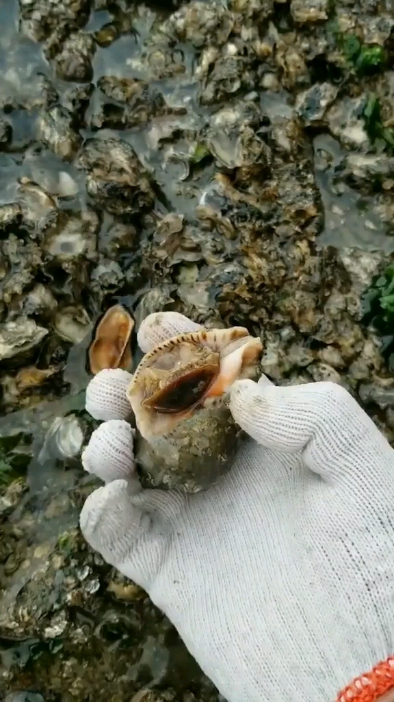 给大家带来最真实的赶海视频